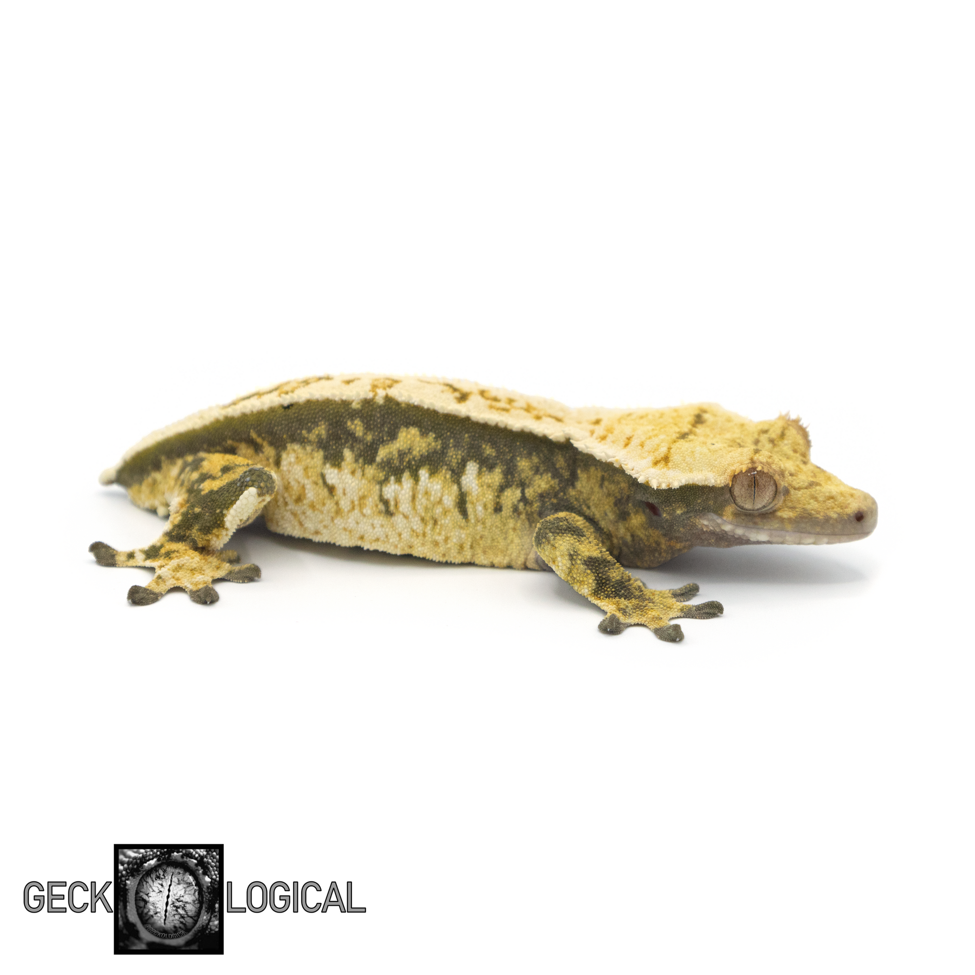 Female Cold Fusion Crested Gecko GL-0217 looking right fired down 