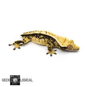 Female Cold Fusion Crested Gecko GL-0217 looking right 