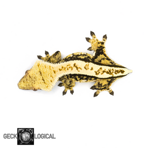 Female Cold Fusion Crested Gecko GL-0217 from above