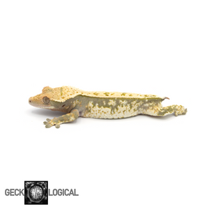 Male Cold Fusion Crested Gecko GL-0218 looking left fired down 