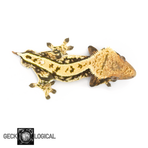 Male Cold Fusion Crested Gecko GL-0218