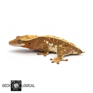 Female Captain America Cold Fusion Crested Gecko GL-0219 looking left fired down 