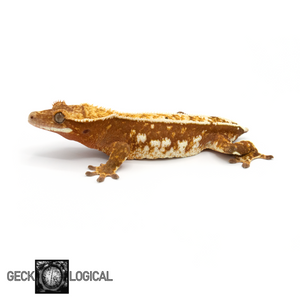 Female Captain America Cold Fusion Crested Gecko GL-0219 looking left 