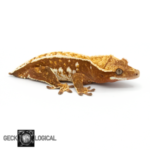 Female Captain America Cold Fusion Crested Gecko GL-0219 looking right 