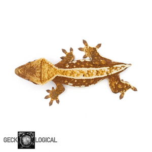 Female Captain America Cold Fusion Crested Gecko GL-0219 from above