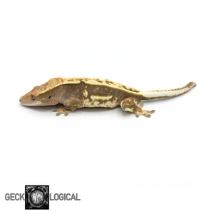 Female Super Buckskin SAF/Cold Fusion Crested Gecko GL-0221 looking left