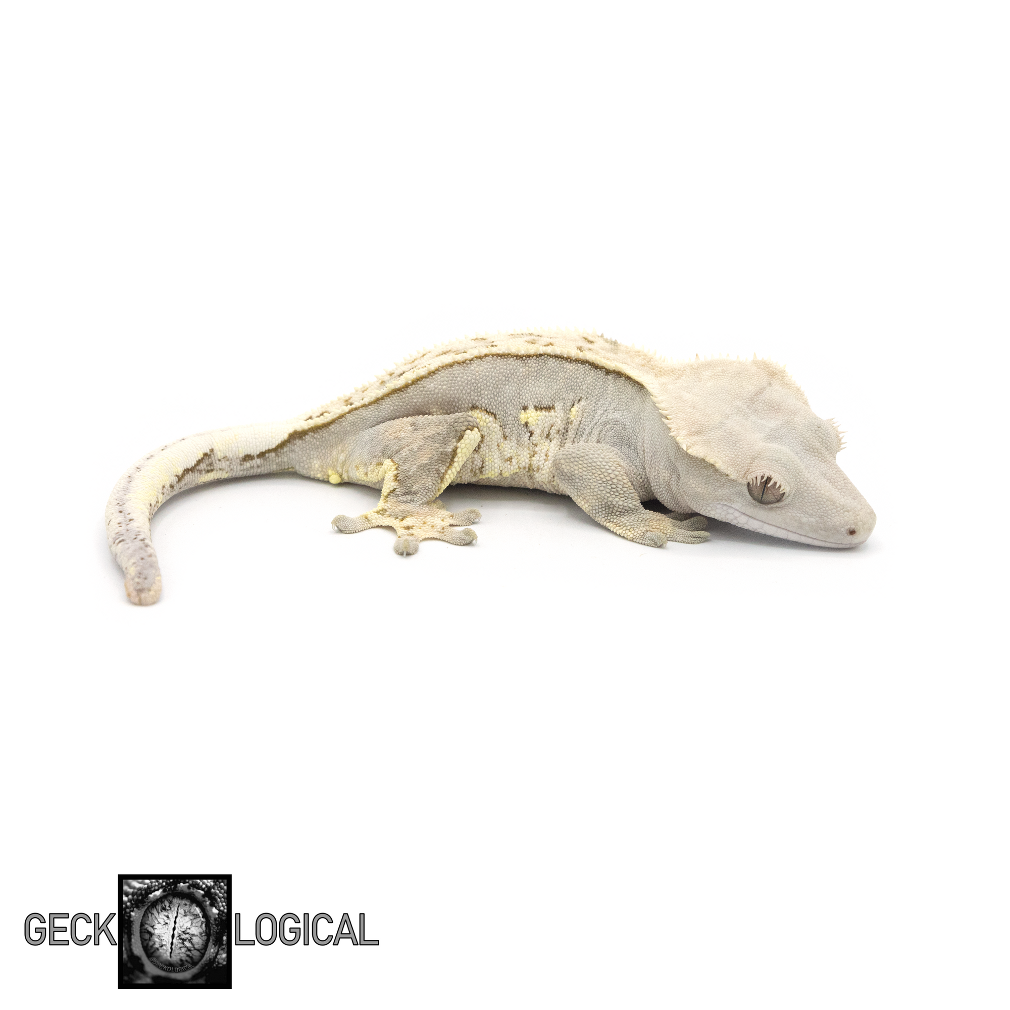 Female Super Buckskin SAF/Cold Fusion Crested Gecko GL-0221 looking right fired down