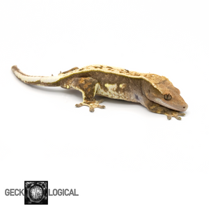 Female Super Buckskin SAF/Cold Fusion Crested Gecko GL-0221 looking right 