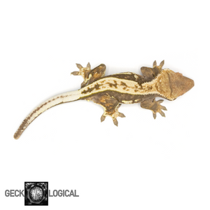Female Super Buckskin SAF/Cold Fusion Crested Gecko GL-0221 from above