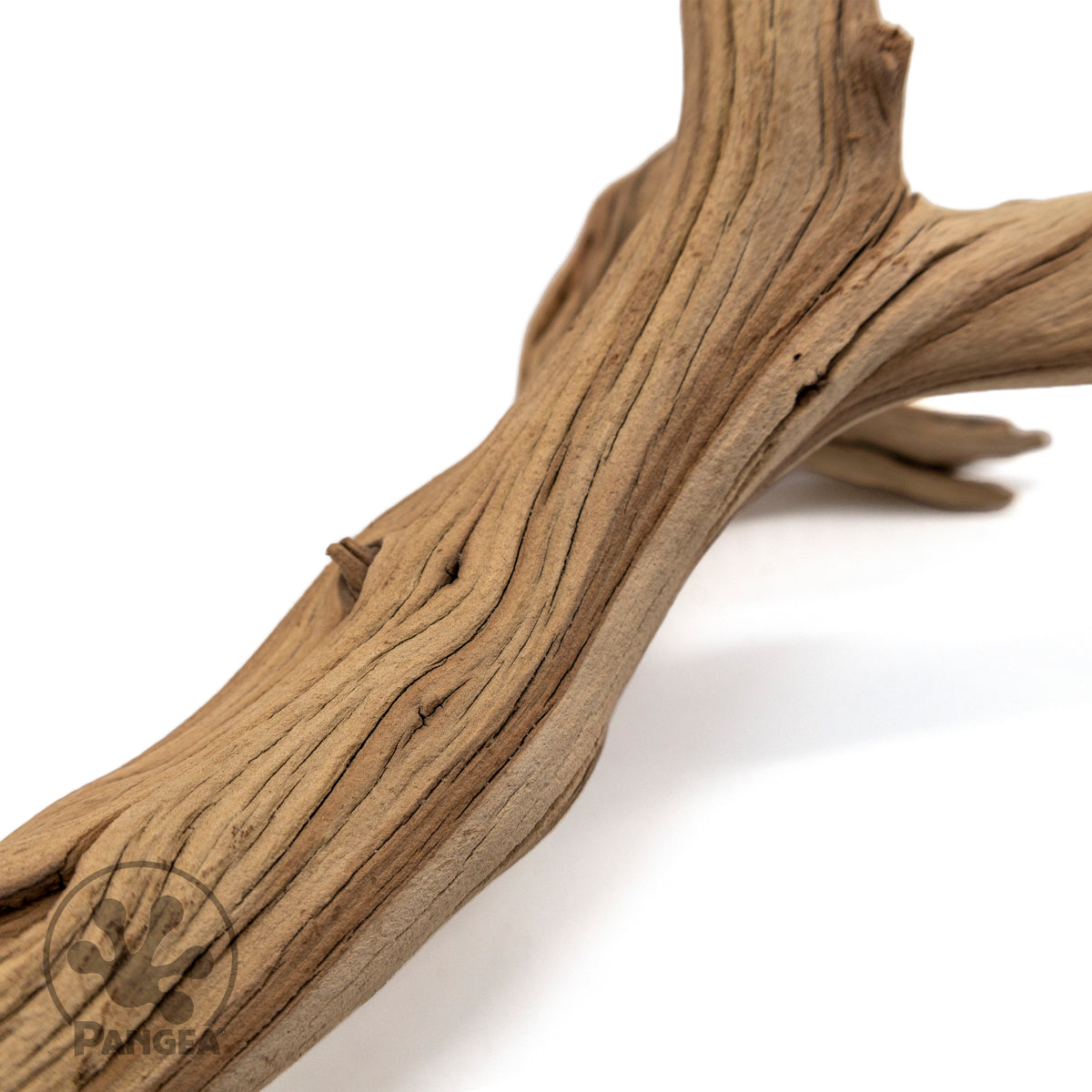 Pangea Ghost Wood Branch close up.