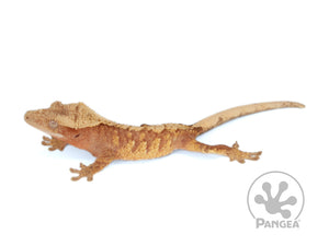 Juvenile Male Red and Cream Extreme Crested Gecko, fired up, facing left, full left side view. 0673