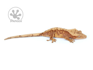 Juvenile Male Red and Cream Extreme Crested Gecko, fired up, facing right, full right side view. 0673