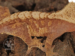 Juvenile Male Red and Cream Extreme Crested Gecko, fired up, facing right, close up of the right laterals. 0673