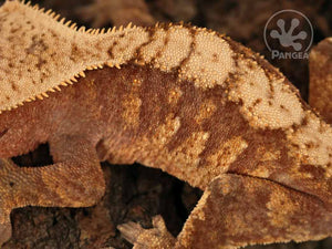 Juvenile Male Red and Cream Extreme Crested Gecko, fired up, facing left, close up of the left laterals. 0673