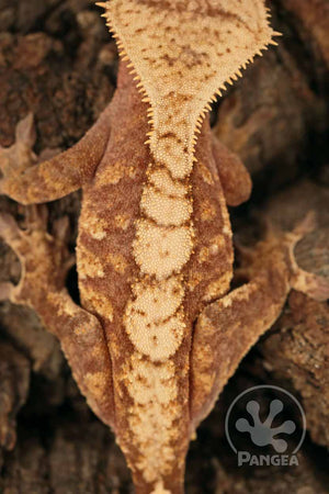 Juvenile Male Red and Cream Extreme Crested Gecko, fired up, facing rear, close up of the dorsal. 0673