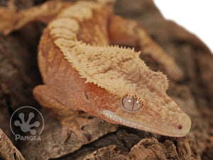 Juvenile Male Red and Cream Extreme Crested Gecko, fired up, facing front and right, close up of the right side of the face. 0673