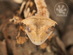 Male Partial Pin Extreme Crested Gecko, fired up, facing front, close up of the face, great view of the crests, partial view of the right laterals and dorsal. 0674