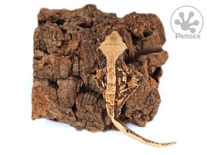 Male Partial Pin Extreme Crested Gecko, fired up, facing rear, full dorsal side view. 0674