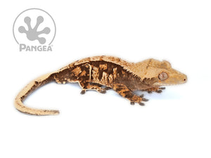 Male Partial Pin Extreme Crested Gecko, fired up, facing right, full right side view. 0674