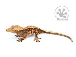 Male Partial Pin Extreme Crested Gecko, fired up, facing left, full left side view. 0674