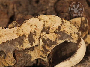 Female Yellow Extreme Crested Gecko Cr-0675
