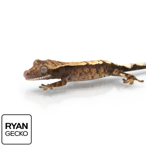 Juvenile Sable Crested Gecko MR-015