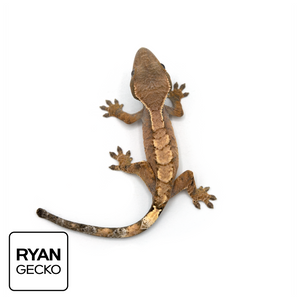 Juvenile Sable Crested Gecko MR-017