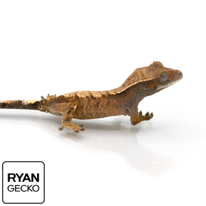 Juvenile Sable Crested Gecko MR-017