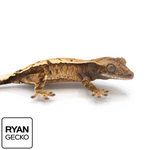 Juvenile Sable Crested Gecko MR-011