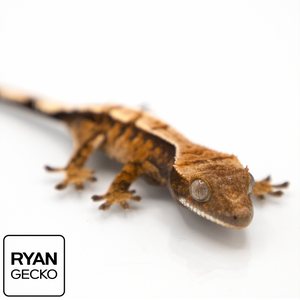 Juvenile Sable Crested Gecko MR-018