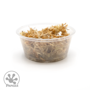 Armadillidium vulgare ‘Magic Potion’ Isopods 10-pack