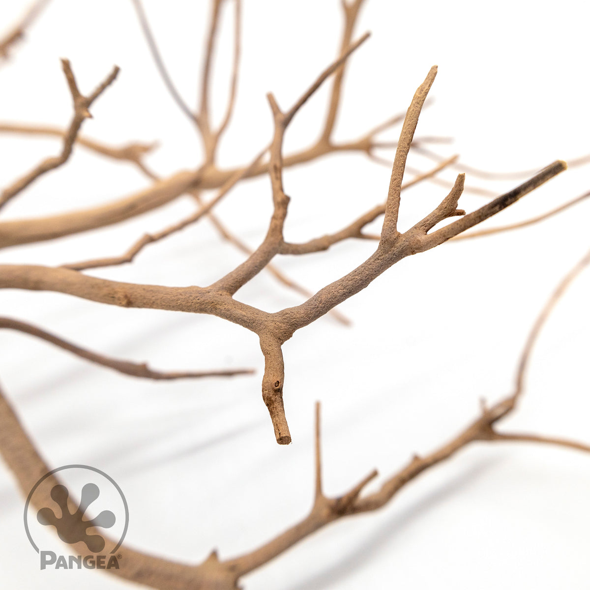 Pangea Manzanita Branch
