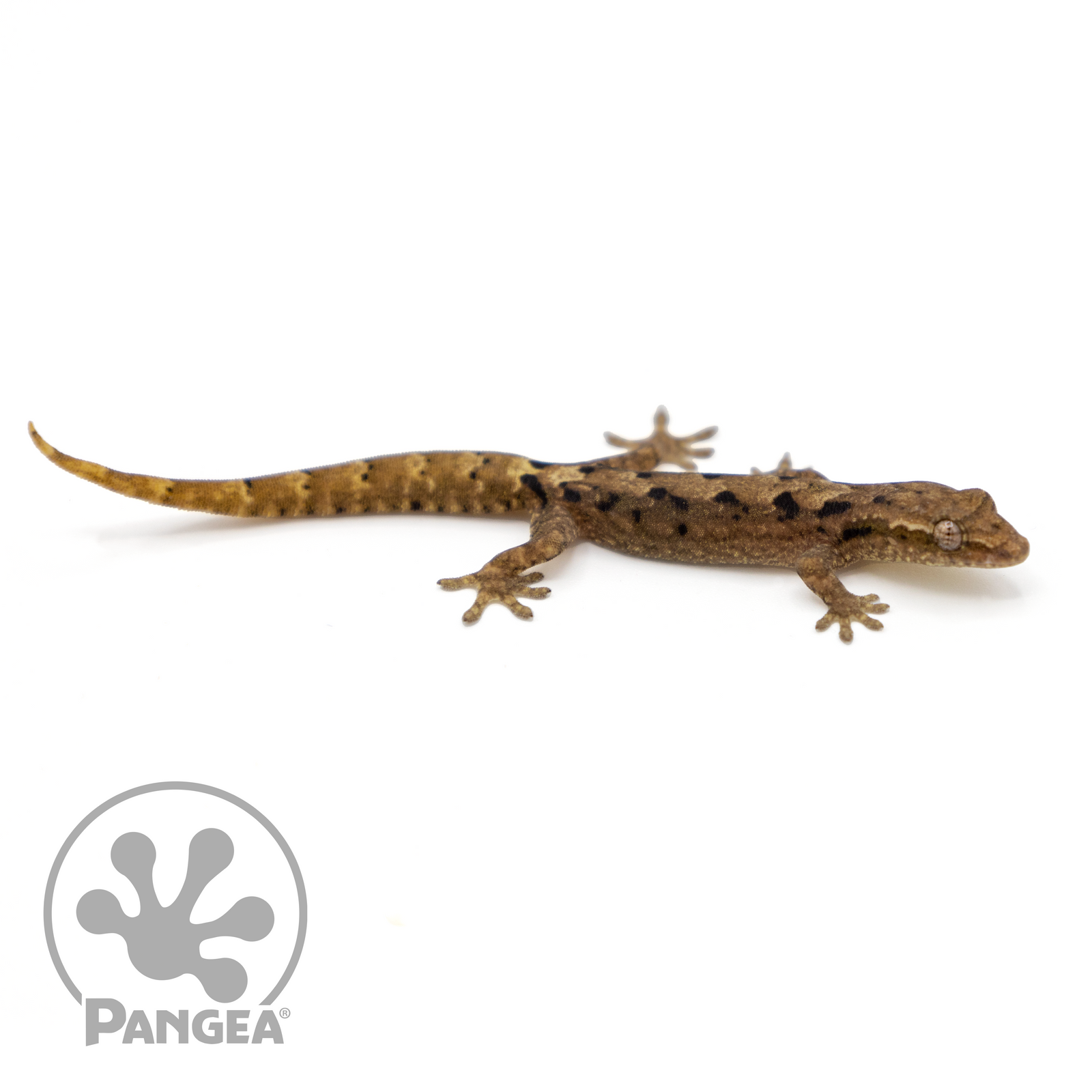Mourning Gecko 'Type B' Lepidodactylus lugubris