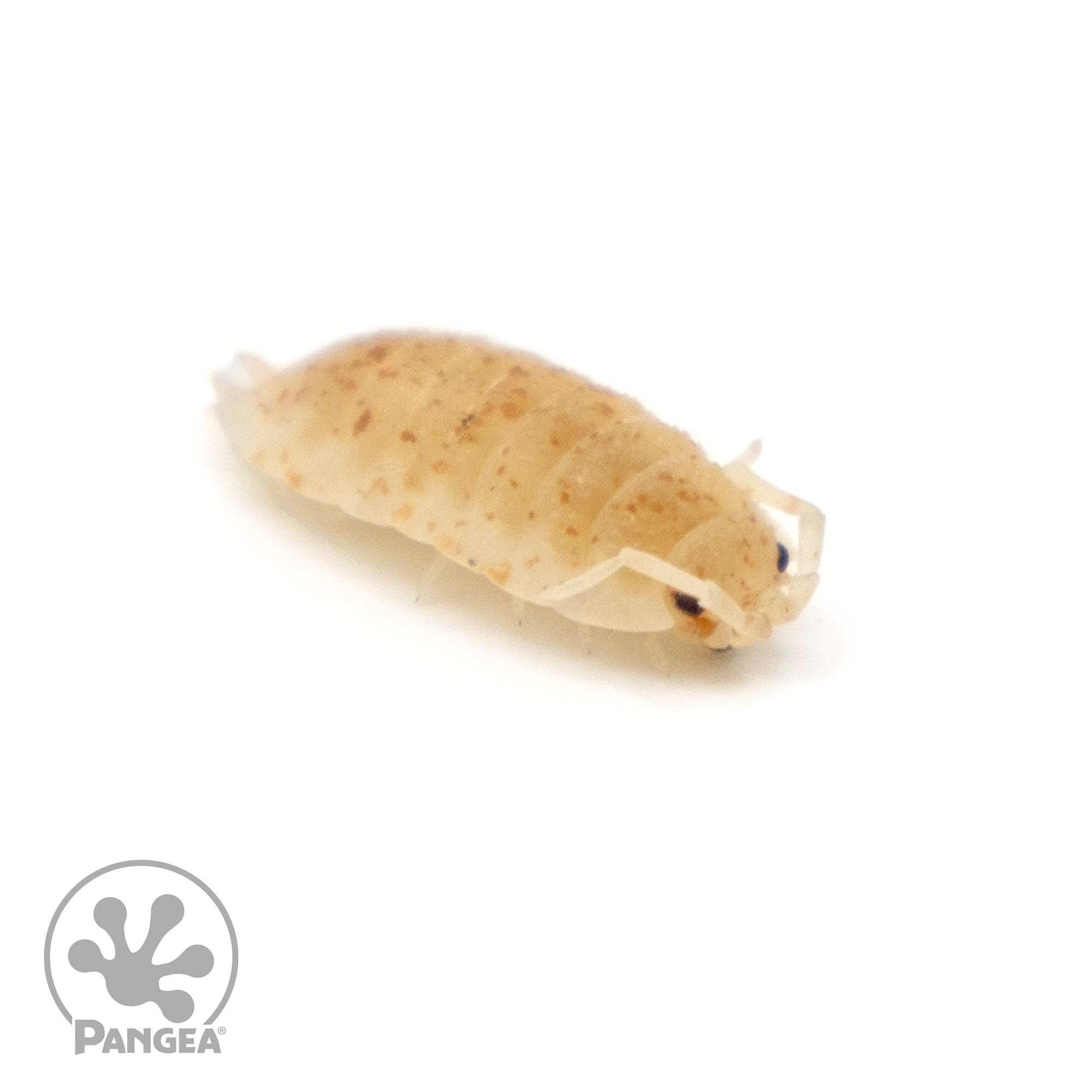 Porcellio scaber 'Orange Dalmatian' Isopod