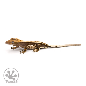 Juvenile Quadstripe Crested Gecko Cr-1269 looking left