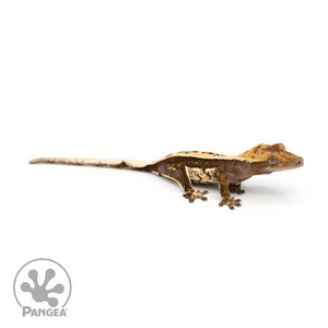 Juvenile Quadstripe Crested Gecko Cr-1269 looking right