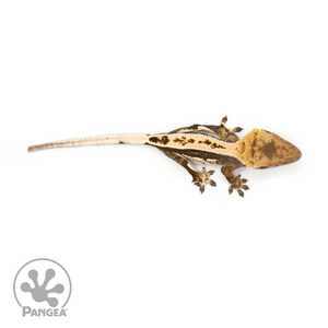 Juvenile Quadstripe Crested Gecko Cr-1269 from above