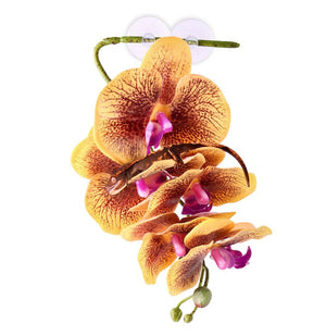 Pangea Hanging Orchids -Yellow
