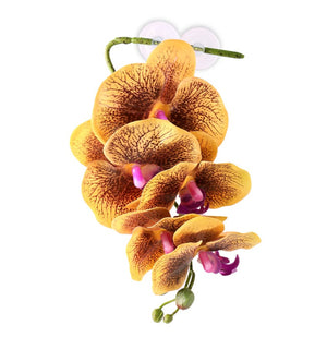 Pangea Orchid - Yellow