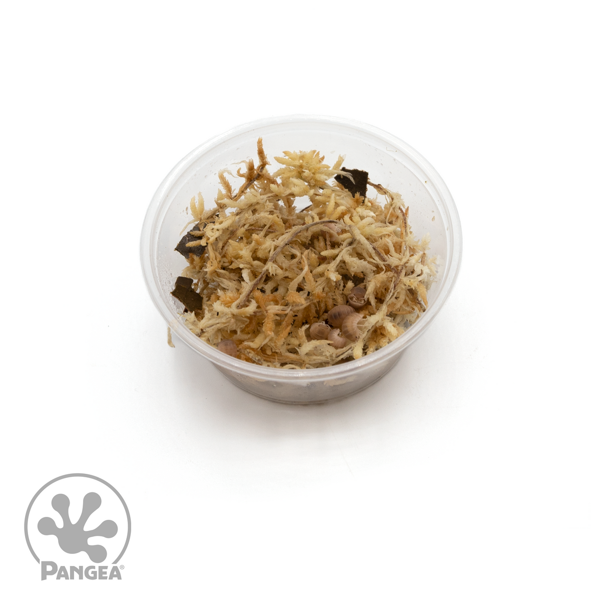 Cubaris murina 'Papaya' Isopods - Pangea Reptile LLC