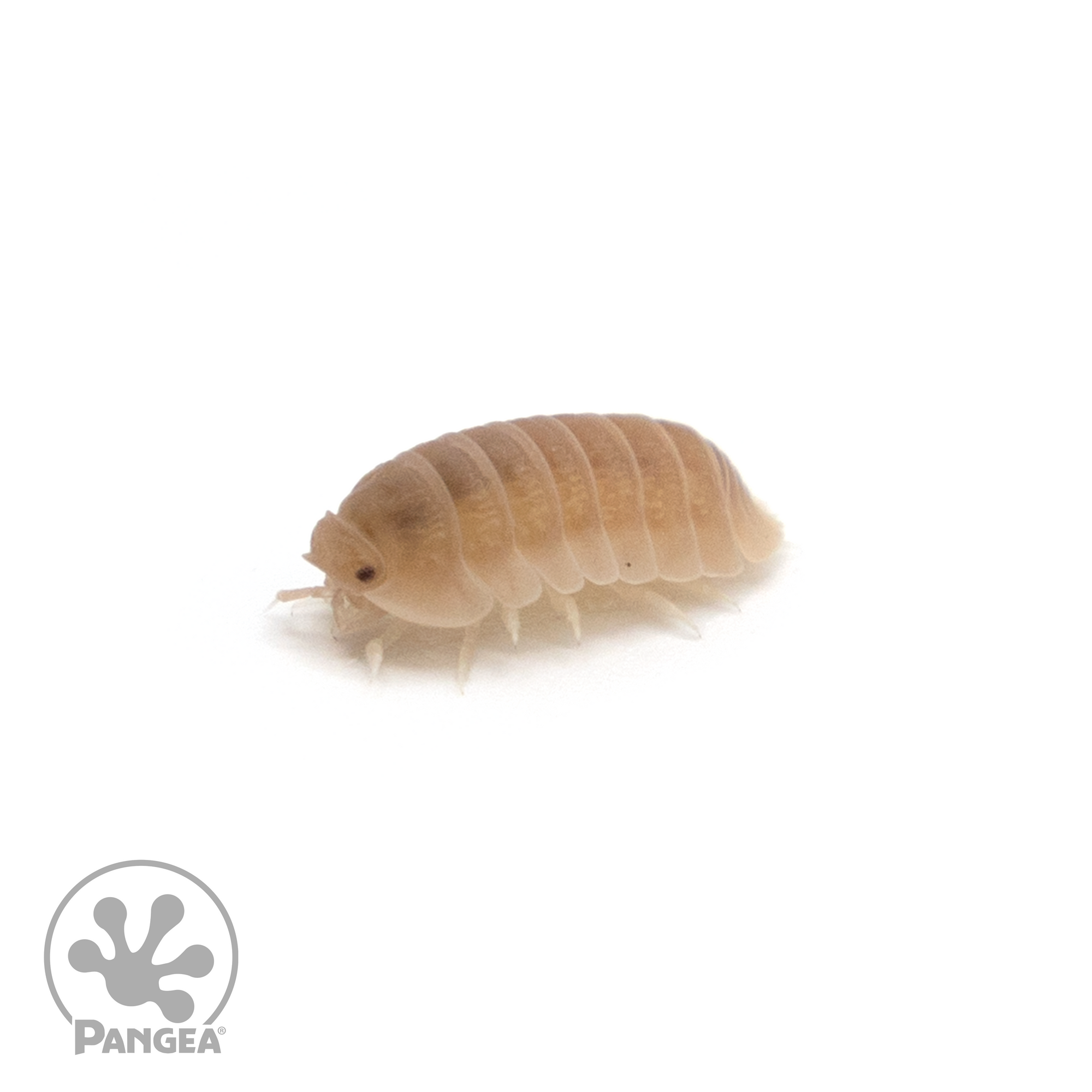 Cubaris murina 'Papaya' Isopods - Pangea Reptile LLC