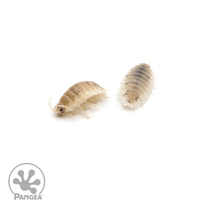 Porcellionides pruinosus 'Powder White' Isopods