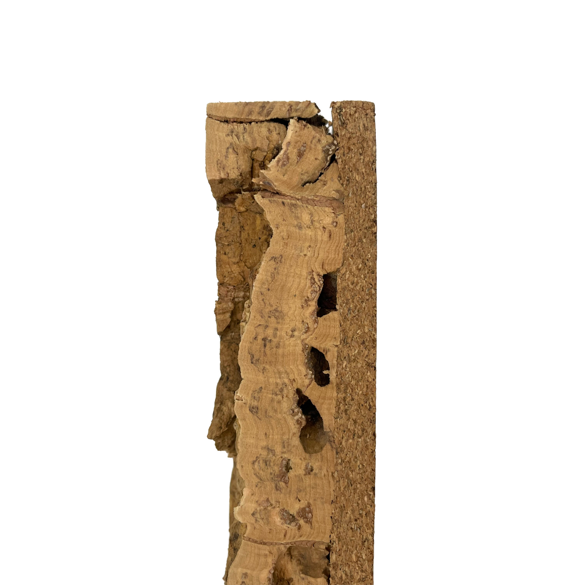 Pangea Cork Background side view.