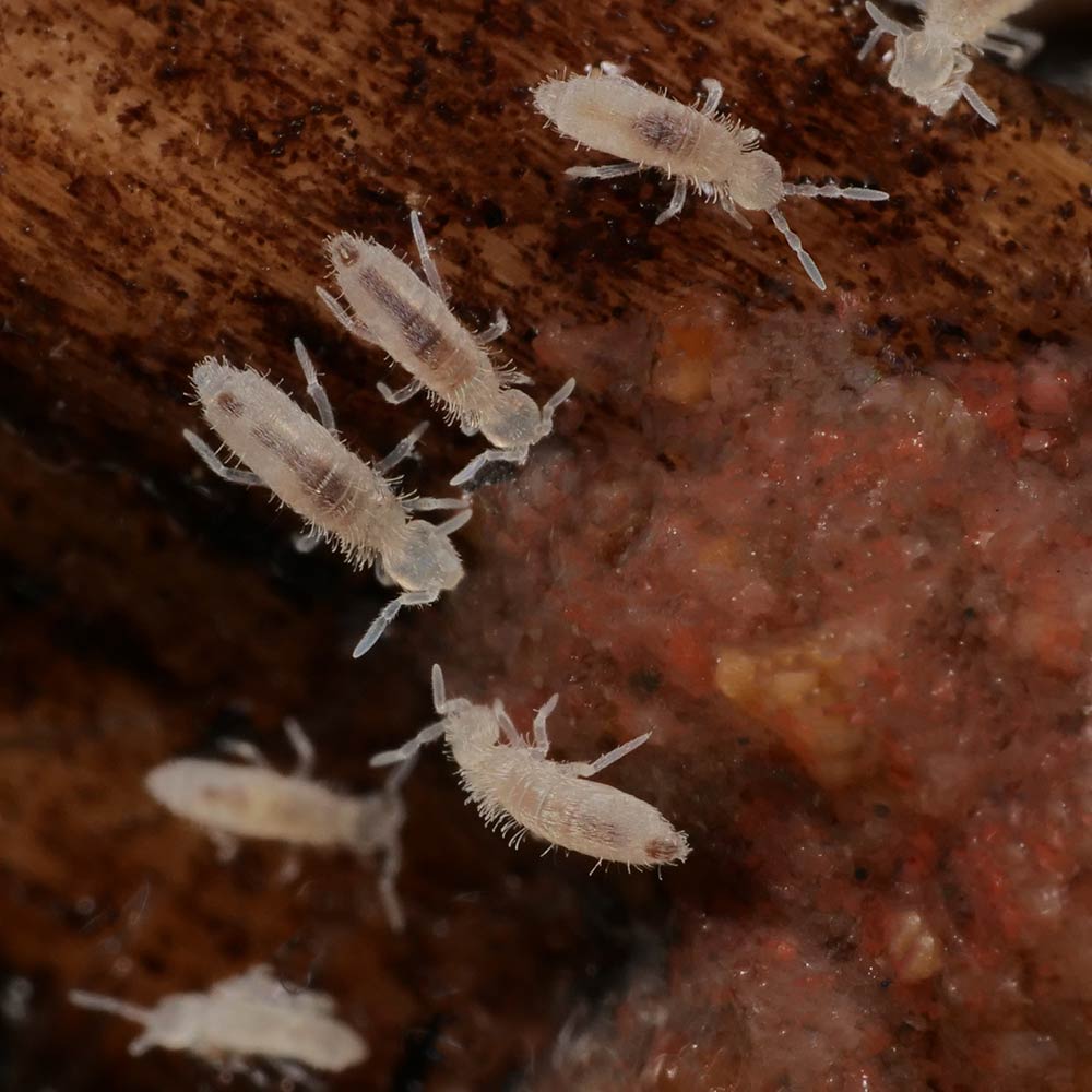 Springtail colony eating waste