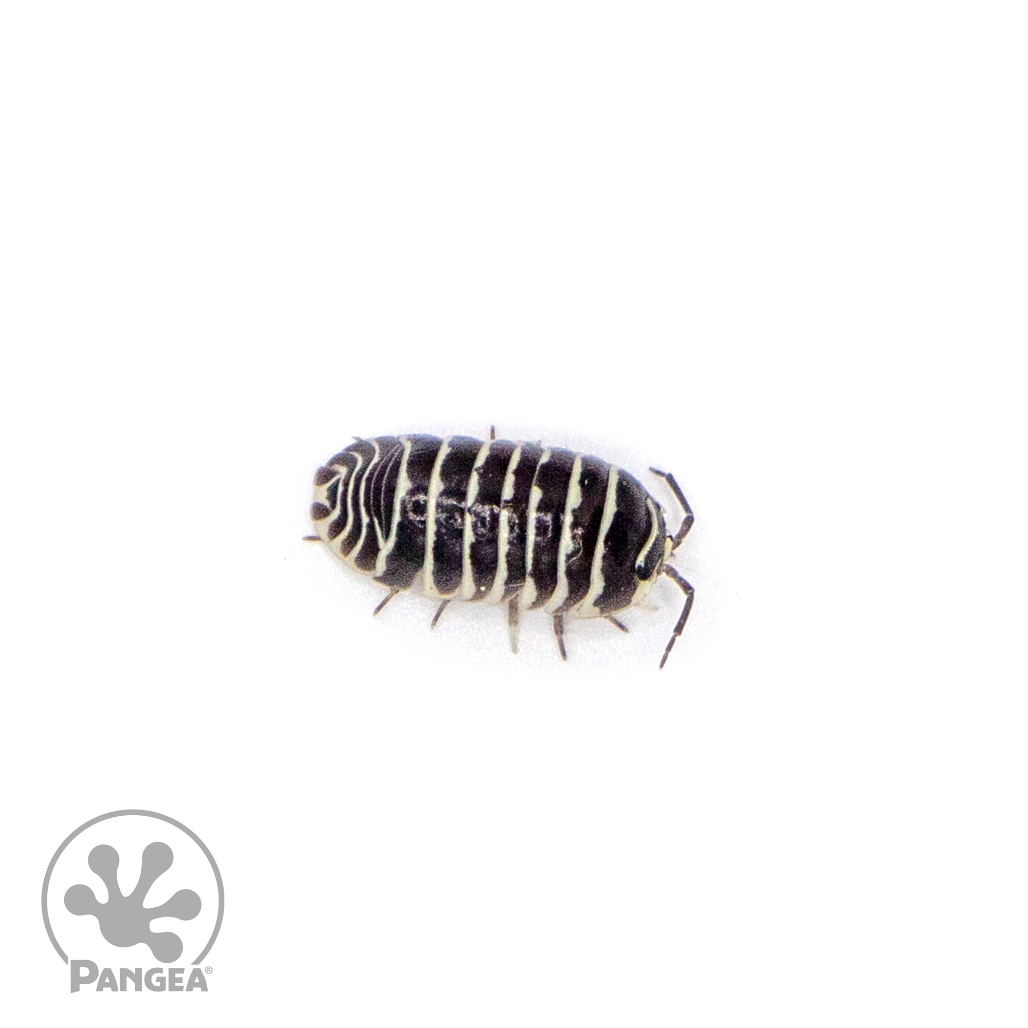Armadillidium maculatum ‘Zebra’ Isopod