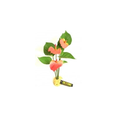 exo terra anthurium bush Exo Terra Rainforest Plants | Terrarium Decorations | Pangea reptile
