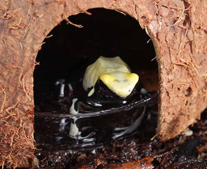 Cachette suspendu noix de coco à 1 trous - Hanging Coconut Reptile Hide 1  Hole