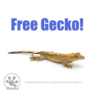 Free gecko with purchase of Complete Crested Gecko Kit