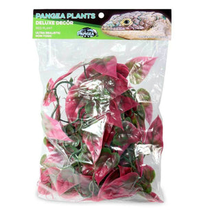 Pangea Plants - Red in Package