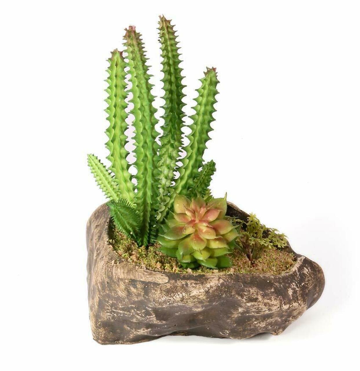 succulent habitat Pangea Succulent Garden